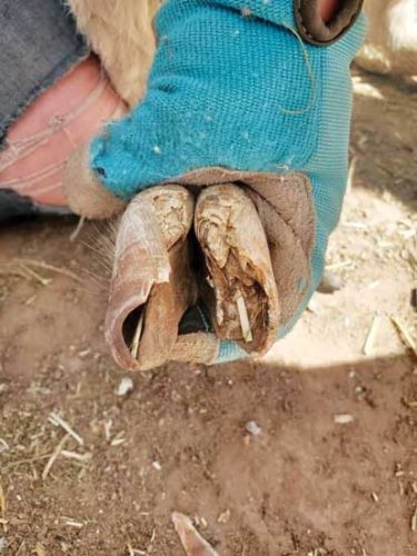 Goat Feet and Hoof Care - Grit